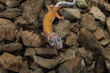 Gecko Leopardo Super Hypo Tangerine ID R10-02