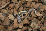 Gecko Leopardo Reverse Stripe ID R10-04
