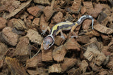 Gecko Leopardo Reverse Stripe ID R10-04