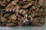 Gecko Leopardo High Yellow (HY) ID R10-07
