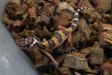 Gecko Leopardo High Yellow (HY) ID R10-07