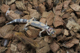 Gecko Leopardo High Yellow (HY) ID R10-08