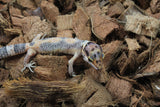 Gecko Leopardo High Yellow (HY) ID R10-08
