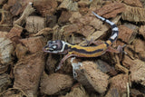 Gecko Leopardo Reverse Stripe ID R10-10
