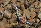 Gecko Leopardo Tangerine ID R10-11