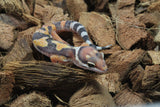 Gecko Leopardo Tangerine ID R10-11