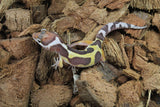Gecko Leopardo Reverse Stripe ID R10-17