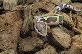 Gecko Leopardo Reverse Stripe ID R10-17