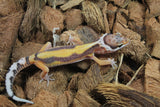 Gecko Leopardo Reverse Stripe ID R10-19