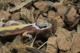 Gecko Leopardo Reverse Stripe ID R10-19