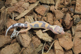 Gecko Leopardo Tangerine ID R11-11