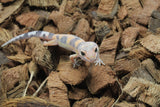 Gecko Leopardo Tangerine ID R11-11