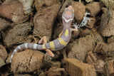 Gecko Leopardo Tremper Albino ID R11-20