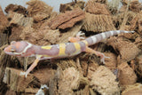 Gecko Leopardo Tremper Albino ID R11-20