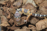 Gecko Leopardo Tangerine ID R5-10