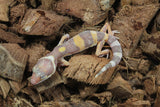 Gecko Leopardo Tremper Albino ID R5-11