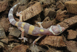 Gecko Leopardo Tremper Albino ID R5-11