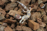 Gecko Leopardo Tremper Albino ID R5-17