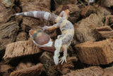 Gecko Leopardo Tremper Albino ID R5-17