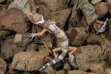 Gecko Leopardo Tremper Albino ID R6-10