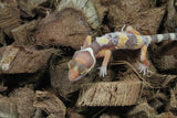 Gecko Leopardo Tremper Albino ID R6-10