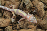 Gecko Leopardo Tremper Albino ID R6-12