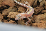 Gecko Leopardo Tremper Albino ID R6-12