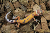 Gecko Leopardo Tangerine ID R6-15