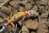 Gecko Leopardo Tangerine ID R6-15