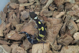 Gecko Leopardo High Yellow? (HY) NICE ID R12-10