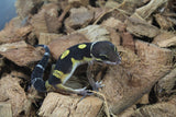 Gecko Leopardo High Yellow? (HY) NICE ID R12-10
