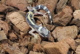 Gecko Leopardo High Yellow (HY) ID R12-16