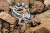 Gecko Leopardo High Yellow (HY) ID R12-16