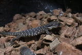 Monitor de la Savana (Varanus Exanthemanticus)