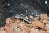 Monitor de la Savana (Varanus Exanthemanticus)