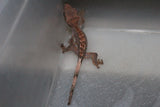 Gecko Crestado ID R1-06
