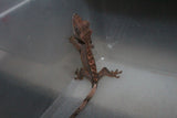 Gecko Crestado ID R1-06