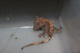 Gecko Crestado ID R1-07