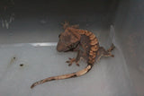 Gecko Crestado ID R1-07