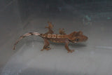 Gecko Crestado ID R1-10