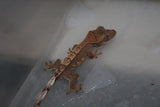 Gecko Crestado ID R1-10