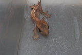 Gecko Crestado ID R2-06