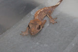 Gecko Crestado ID R2-06