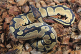 Piton Bola Orange Dream Enchi 66% Het Pied Hembra ID R9-01