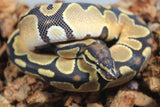 Piton Bola Orange Dream Enchi 66% Het Pied Hembra ID R9-01
