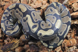 Piton Bola Nominal Het Hypo 66% Het Pied Hembra ID R9-03