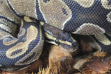 Piton Bola Nominal Het Hypo 66% Het Pied Hembra ID R9-03