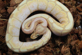 Piton Bola Banana Spider Macho ID R9-09