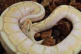 Piton Bola Banana Spider Macho ID R9-09