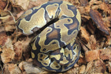 Piton Bola Enchi 66% Het Clown Macho ID R9-06